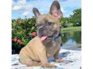 French Bulldog Puppy for sale in Pembroke Pines, FL, USA