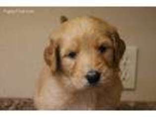 Goldendoodle Puppy for sale in Denison, IA, USA