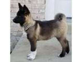 Akita Puppy for sale in Bowie, MD, USA