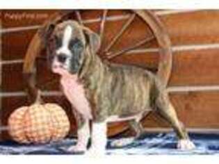 Boxer Puppy for sale in Bremen, IN, USA