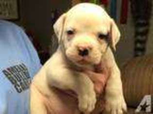 American Bulldog Puppy for sale in LEOMA, TN, USA