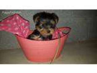 Yorkshire Terrier Puppy for sale in Elliottsburg, PA, USA