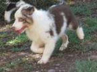 Miniature Australian Shepherd Puppy for sale in Sonoita, AZ, USA