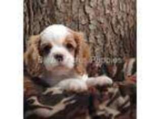Cavalier King Charles Spaniel Puppy for sale in Leesburg, IN, USA
