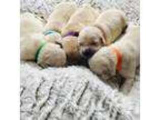 Golden Retriever Puppy for sale in Amherst, OH, USA
