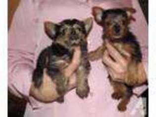 Yorkshire Terrier Puppy for sale in WINNFIELD, LA, USA