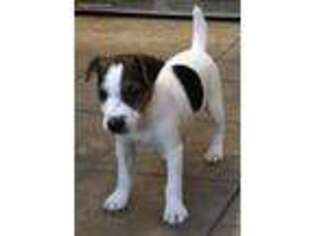 Jack Russell Terrier Puppy for sale in Flagstaff, AZ, USA