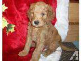 Goldendoodle Puppy for sale in COLBERT, WA, USA
