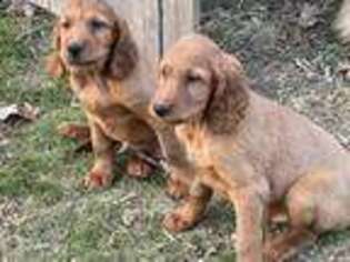 Irish Setter Puppy for sale in Woodstock, CT, USA