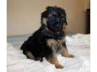 German Shepherd Dog Puppy for sale in TENINO, WA, USA