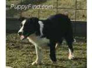 Border Collie Puppy for sale in Boaz, AL, USA