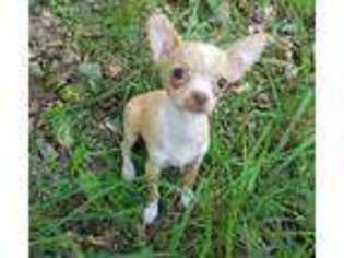 Chihuahua Puppy for sale in Savannah, MO, USA