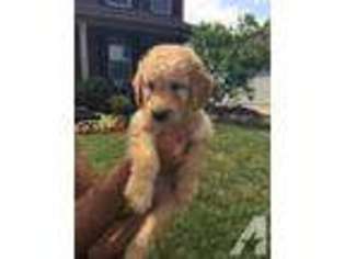 Goldendoodle Puppy for sale in MIDDLEFIELD, CT, USA