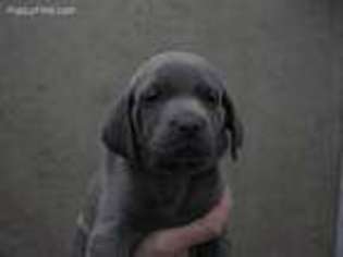 Weimaraner Puppy for sale in Shipshewana, IN, USA