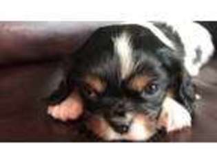 Cavalier King Charles Spaniel Puppy for sale in Buffalo, MN, USA