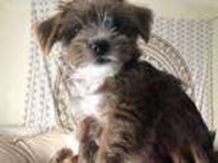 Shorkie Tzu Puppy for sale in West Orange, NJ, USA