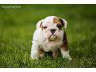 Bulldog Puppy for sale in Rapid City, SD, USA