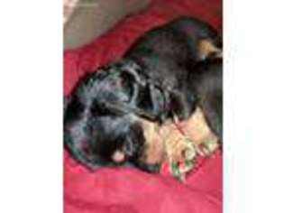 Dachshund Puppy for sale in Macedon, NY, USA