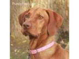Vizsla Puppy for sale in Carterville, IL, USA