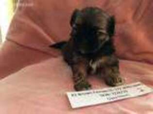 Mutt Puppy for sale in Cord, AR, USA