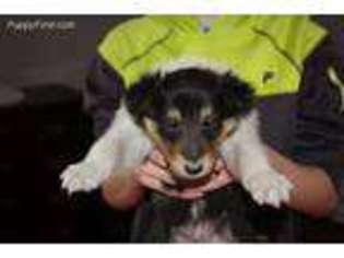 Collie Puppy for sale in Jameson, MO, USA