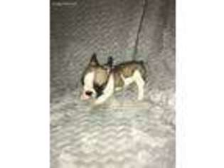 French Bulldog Puppy for sale in Ponder, TX, USA