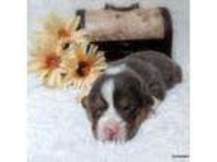 Pembroke Welsh Corgi Puppy for sale in Drain, OR, USA