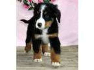 Bernese Mountain Dog Puppy for sale in Flat Rock, IN, USA