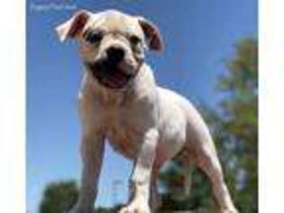 American Bulldog Puppy for sale in Dallas, TX, USA