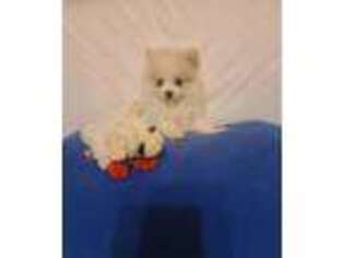 Pomeranian Puppy for sale in Frederick, MD, USA
