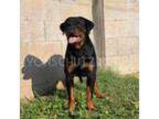 Rottweiler Puppy for sale in Pomona, CA, USA