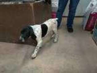 German Shorthaired Pointer Puppy for sale in Marsing, ID, USA