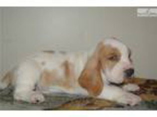 Basset Hound Puppy for sale in Des Moines, IA, USA