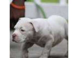Mutt Puppy for sale in Birmingham, AL, USA