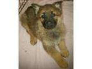German Shepherd Dog Puppy for sale in Spring Arbor, MI, USA