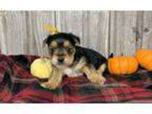 Silky Terrier Puppy for sale in Erskine, MN, USA