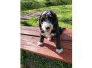 Bernese Mountain Dog Puppy for sale in Cabool, MO, USA