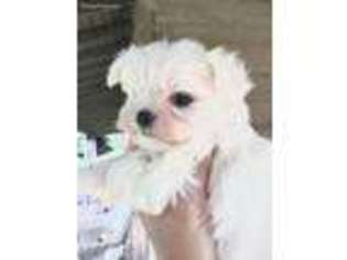 Maltese Puppy for sale in Mobile, AL, USA
