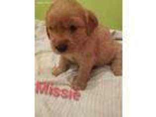 Golden Retriever Puppy for sale in Holcomb, KS, USA