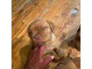 American Bull Dogue De Bordeaux Puppy for sale in San Dimas, CA, USA