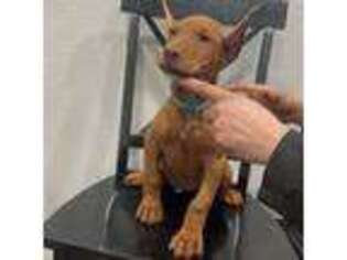 Doberman Pinscher Puppy for sale in San Francisco, CA, USA