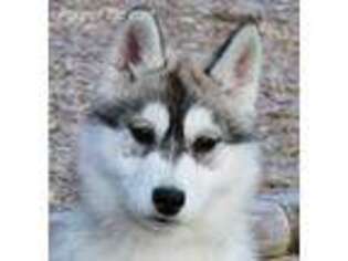 Siberian Husky Puppy for sale in Saint Jacob, IL, USA
