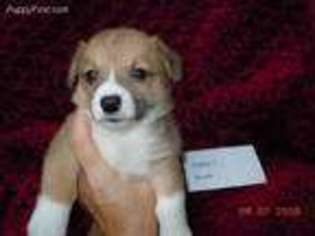 Pembroke Welsh Corgi Puppy for sale in Clatskanie, OR, USA