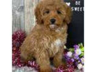 Cavapoo Puppy for sale in Lagrange, IN, USA