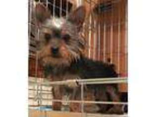 Yorkshire Terrier Puppy for sale in Keota, OK, USA