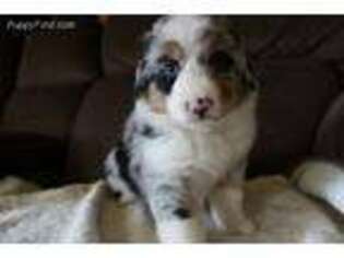 Anatolian Shepherd Puppy for sale in Springville, TN, USA