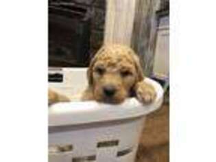 Goldendoodle Puppy for sale in Central City, KY, USA