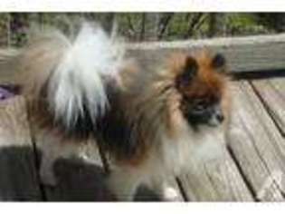 Pomeranian Puppy for sale in MASONVILLE, NY, USA