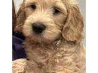 Goldendoodle Puppy for sale in Monroe, GA, USA