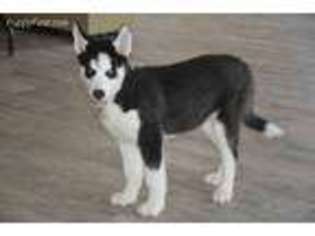 Siberian Husky Puppy for sale in Exline, IA, USA